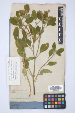 Heliotropium europaeum L.