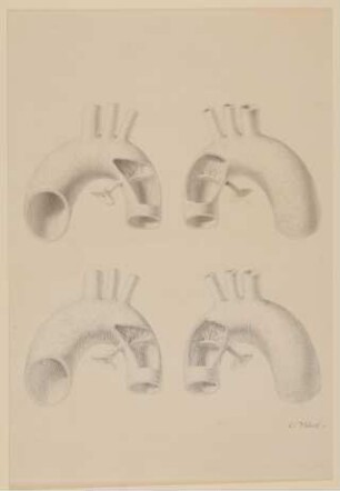 Menschlicher Aortenbogen (?) [aus einem Konvolut anatomischer Zeichnungen des Christian Koeck]