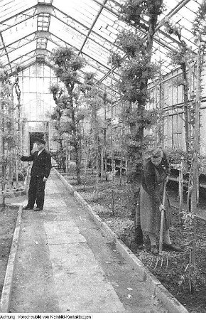 Dresden, Pillnitz. Versuchsanstalt, Gewächshäuser, Mai 1952