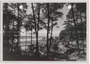 Geesthacht, Wald