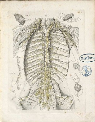 Anatomische Abbildung der Saugadern des menschlichen Körpers, nach ihrer Structur, Vertheilung und Verlauf etc. etc. : auf fünfzehn Kupfertafeln zu dem Texte des sechsten Theiles der Allgemeinen Anatomischen Encyclopädie