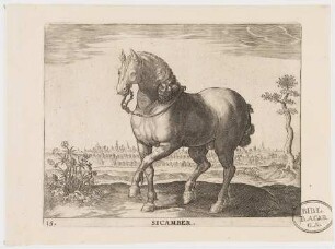 Pferd Sicamber