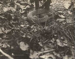 Kreuzotter (Vipera berus), Weibchen in Ruhelage