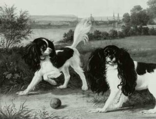 Zwei King-Charles-Hunde vor Dresden