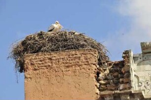 Storchennest auf der Stadtmauer : Auf der Stadtmauer am Tor Bad Agnaou in Marrakesch befindet sich ein Storchennest, aufgenommen am 04.11.2008