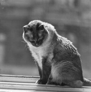 Katze auf der Fensterbank