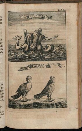 Tab. 34. Triton, Strenes