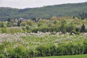 Vorharzgebiet - blühende Obstbäume : Blühende Obstbäume dominieren im Frühling das hügelige Vorharzgebiet in der Nähe von Gernrode, aufgenommen am 5. Mai 2010