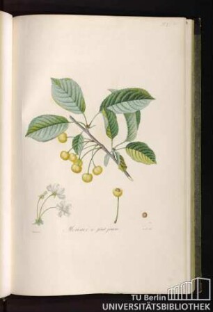 P. L. Merisier à fruit jaune.