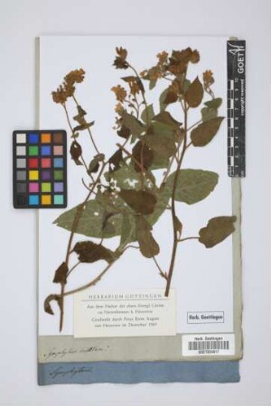 Symphytum bullatum
