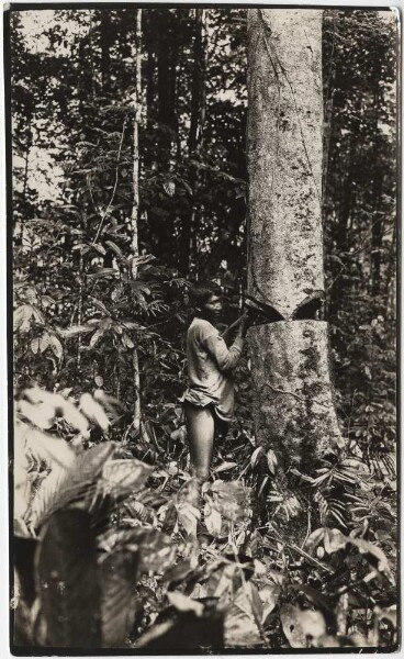 Arekawoi-Iindianer fällt einen Baum, um Honig zu bekommen