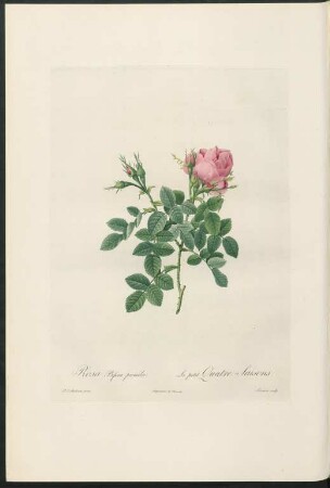 Rosa Bifera pumila. Le petit Quatre-Saisons. Lemaire sculp.