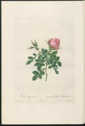 Rosa Bifera pumila. Le petit Quatre-Saisons. Lemaire sculp.