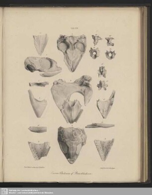 Tab. XIII. Eocene Chelonia of Bracklesham