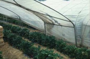 Fotografie: Erntetechnik, Erdbeeren, Obstbau
