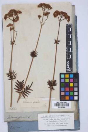 Valeriana officinalis
