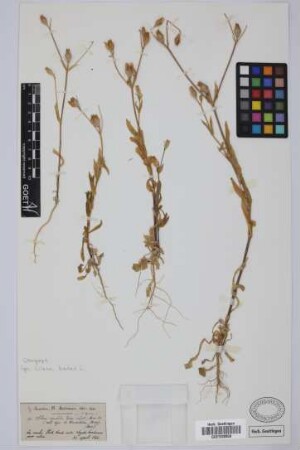 Silene ignobilis Lowe
