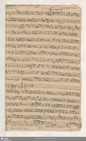 Viola