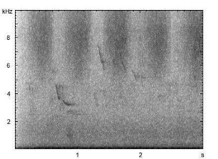 Steppengrashüpfer | Chorthippus vagans - Stridulation