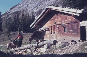 Mittenwald. Frau mit Kühen vor einer Almhütte