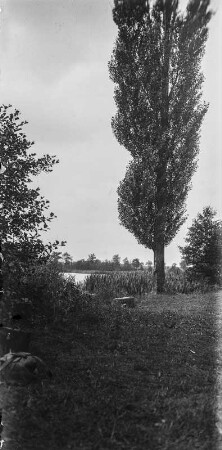 Pappel am Ufer eines Teiches : Königswartha. Pappel am Ufer des Großteiches.