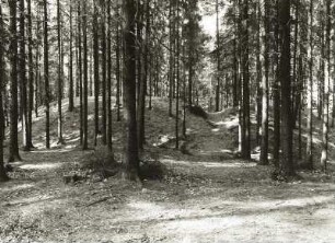 Teil des Vorwalls der slawischen Wallanlage (800/1000) im Forst Nimbschen im Kreis Grimma