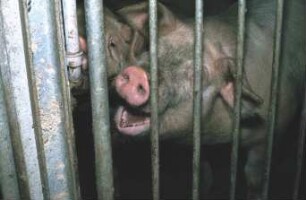 Fotografie: Tierproduktionsverfahren, Mastschwein, Nippeltränke, Tierverhalten