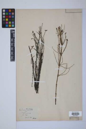 Equisetum palustre L.