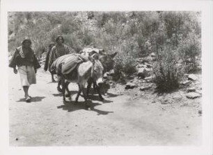 Quechua-Eseltreiben östlich von Tarabuco