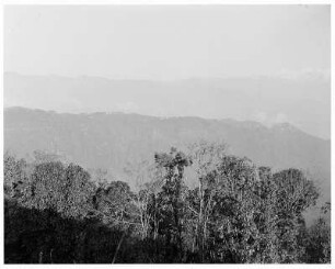 Bei Darjeeling (Indien). Blick zum Kanchenjunga-Massiv