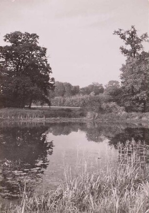 Wörlitz (Anhalt). Auenwald in der Elbaue zwischen Wörlitz und Coswig (Anhalt). Im Vordergrund Teich etwa Durchmesser 25m