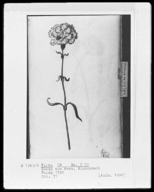 Georg Friedrich Heß, Blumenbuch — Nelke, Folio 31recto