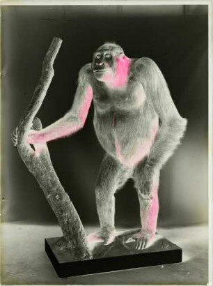 Gorilla gorilla (Savage, 1847)