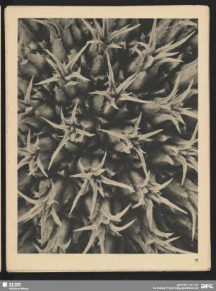 Echinops sphaerocephalus - Kugeldistel- Teil eines Samenköpfchens (20mal vergrößert)