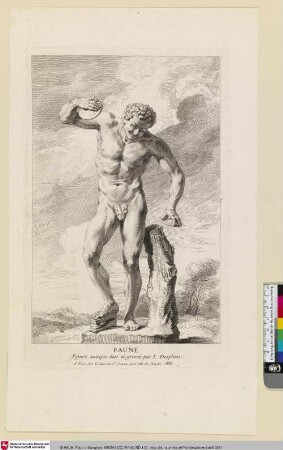 Faune