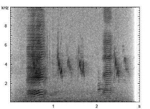 Beo | Gracula religiosa - Ruf, Imitation der menschlichen Sprache
