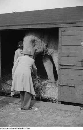 Ausstieg der Elefantenkuh aus dem Waggon