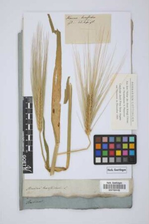 Hordeum hexastichum L.