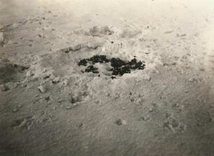 Geläuf und Lagerstätte von Rebhühnern im Schnee