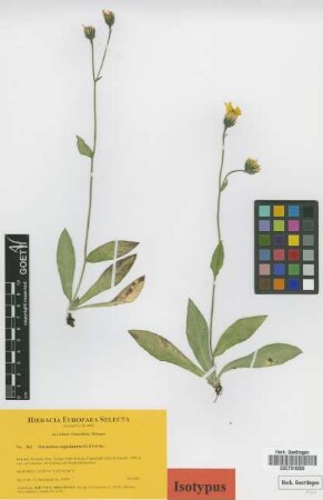 Hieracium segusianum Gottschl. [isotype]
