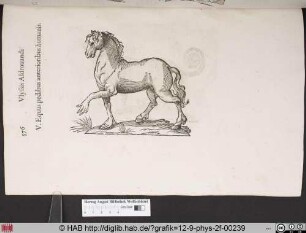 Equus pedibus anterioribus humanis.