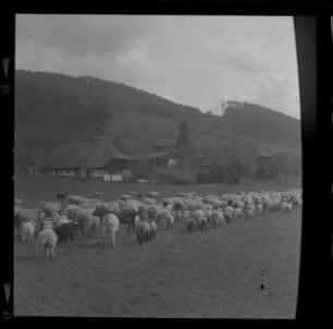 Schafherde im Schwarzwald