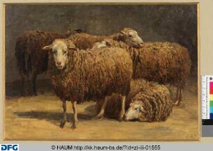 Fünf Schafe