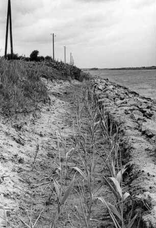 Uferschutz am Nord-Ostsee-Kanal