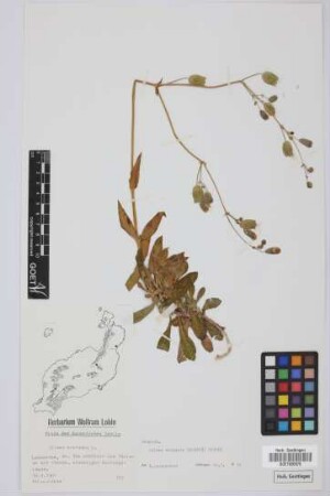 Silene nocturna nocturna L.
