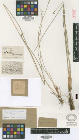 Eleocharis variegata Presl