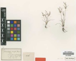 Fimbristylis limosa Poepp. & Kunth [type]