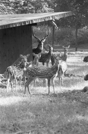 Axishirsche im Tierpark Oberwald