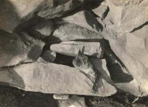 Großes Mausohr (Riesenfledermaus, Myotis myotis BORKH.), aus ihrem Höhlenversteck hervorkommend (1)
