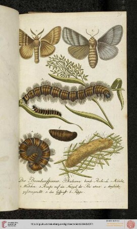 Des dritten Hunderts VIII. (Tafeln 70-79)